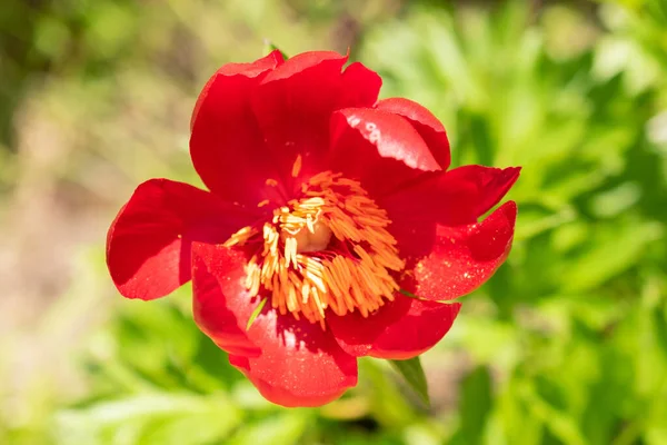 Zurych Szwajcaria Maja 2023 Paeonia Kwiat Pelegrina Ogrodzie Botanicznym — Zdjęcie stockowe