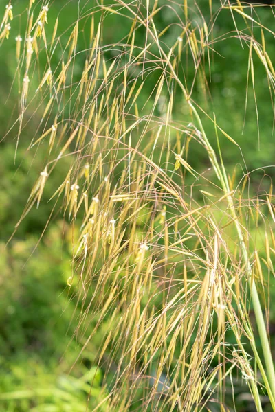 Zurich Switzerland May 2023 Giant Feather Grass Golden Oats Celtica — Stock Photo, Image