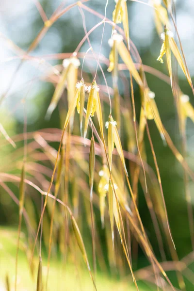 チューリッヒ スイス 2023年5月22日植物園の巨大な羽の草や黄金のオート麦やセルティカ ギガンティー工場 — ストック写真