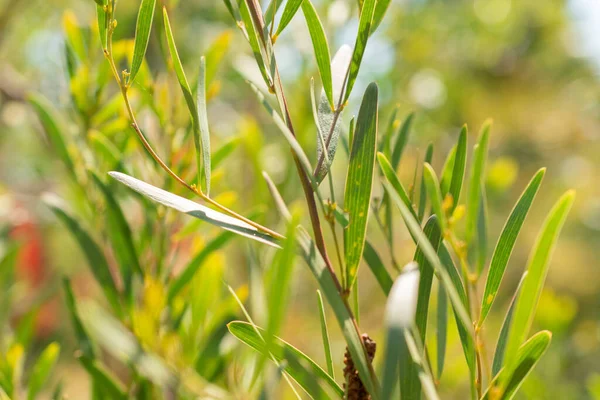 Ζυρίχη Ελβετία Μαΐου 2023 Παράκτια Eattie Plant Acacia Cyclops Botanical — Φωτογραφία Αρχείου