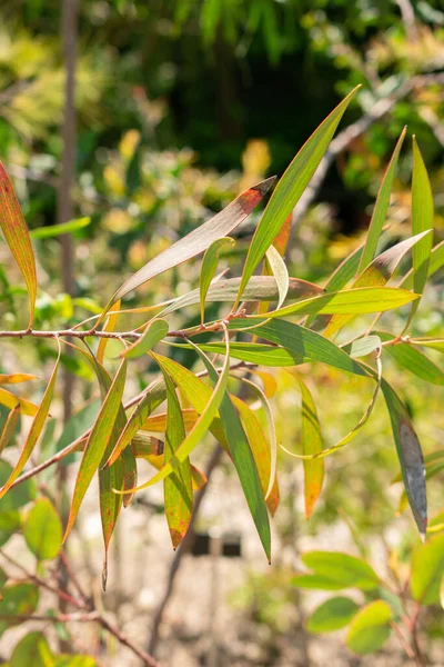 Zurich Switzerland May 2023 Bell Fruited Mallee Plant Eucalyptus Preissiana — Stock Photo, Image
