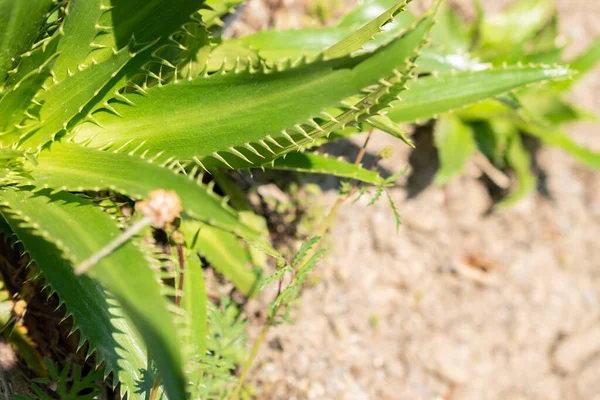 Zürih, İsviçre, 22 Mayıs 2023 Eryngium Agavifolium bitkisi botanik bahçesinde.