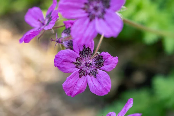 Curych Švýcarsko Května 2023 Květ Erodium Carvifolium Botanické Zahradě — Stock fotografie