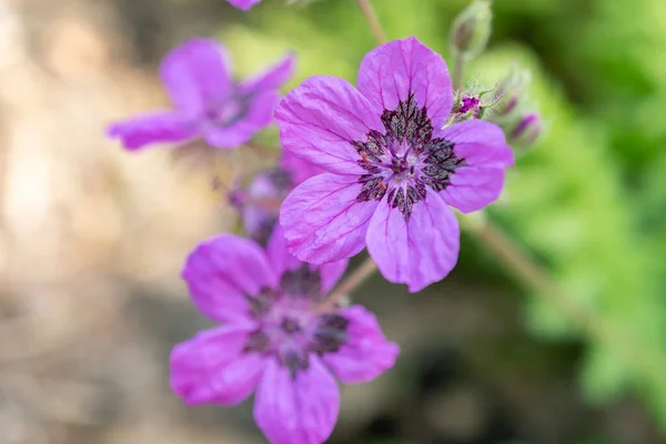 Zürih Sviçre Mayıs 2023 Erodium Carvifolium Çiçeği Botanik Bahçesinde — Stok fotoğraf