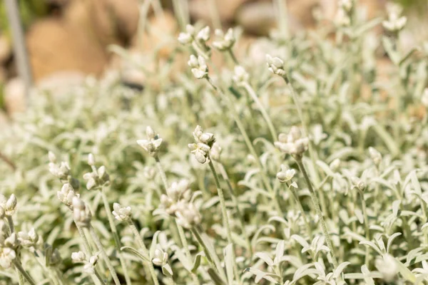 Zürich Zwitserland Mei 2023 Griekse Sneeuwplant Cerastium Candidissimum Botanische Tuin — Stockfoto
