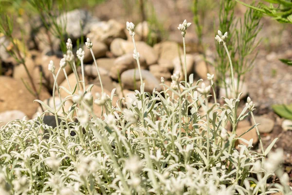 Zurich Switzerland May 2023 Greek Snow Plant Cerastium Candidissimum Botanical — Stock Photo, Image