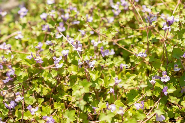 stock image Zurich, Switzerland, May 22, 2023 Ivy leaved toadflax flowers or Cymbalaria Mularis at the botanical garden