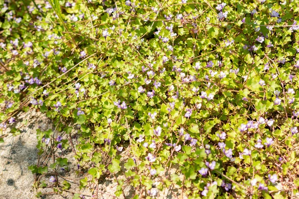 Zürich Zwitserland Mei 2023 Ivy Leaved Toadflax Flowers Cymbalaria Mularis — Stockfoto