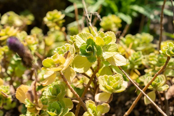 stock image Zurich, Switzerland, May 22, 2023 Coleus Caninus plant at the botanical garden