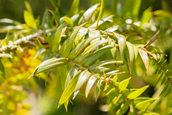 Zurich Switzerland May 2023 Bunya Pine Araucaria Bidwillii Plant Botanical — Stock Photo, Image