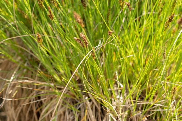 Цюрих Швейцария Мая 2023 Года Fibrous Tussack Sedge Carex Appropinquata — стоковое фото