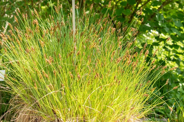 Zurique Suíça Maio 2023 Sedge Taça Fibrosa Carex Appropinquata Jardim — Fotografia de Stock
