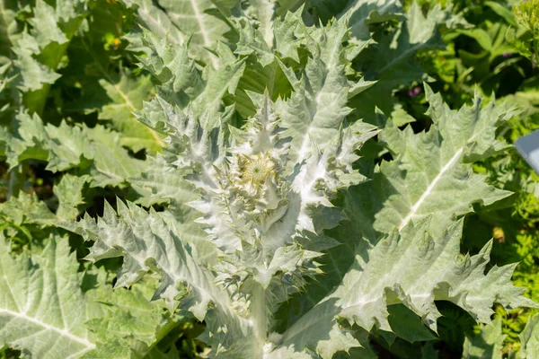 stock image Zurich, Switzerland, May 22, 2023 Scottish thistle or Onopordum Acanthium plant at the botanical garden