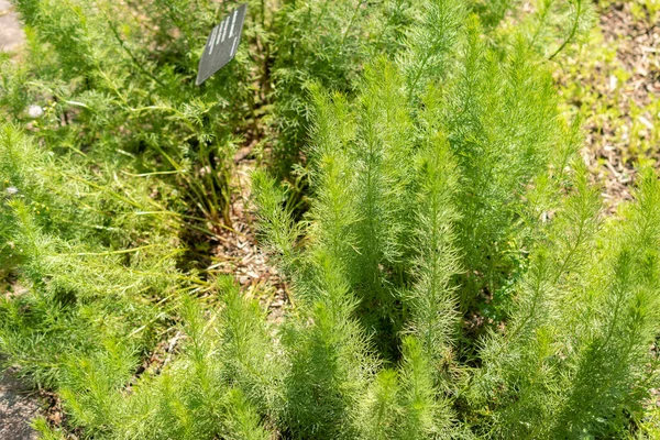 瑞士苏黎世 2023年5月22日 在植物园种植Phefarming Eye或Adonis Vernalis植物 — 图库照片