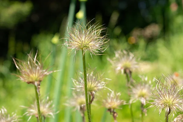 瑞士苏黎世 2023年5月22日Anemone Pulsatilla Vulgaris植物在植物园 — 图库照片