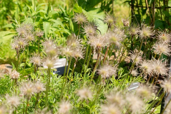 Zurique Suíça Maio 2023 Anemone Pulsatilla Vulgaris Planta Jardim Botânico — Fotografia de Stock
