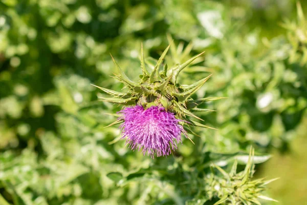 stock image Zurich, Switzerland, May 22, 2023 Marys thistle or Silybum Marianum at the botanical garden