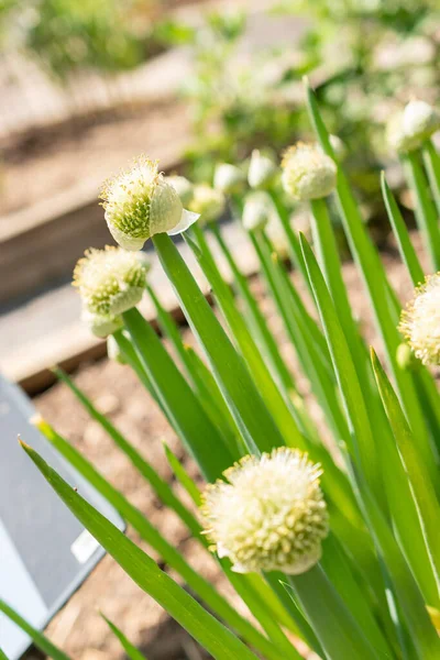 Zurych Szwajcaria Maja 2023 Cebula Pęczniejąca Lub Allium Fistulosum Ogrodzie — Zdjęcie stockowe