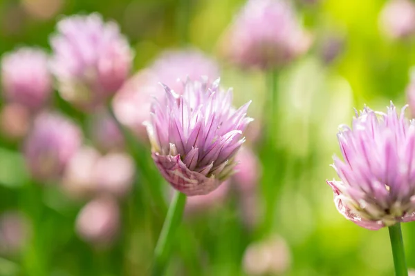 瑞士苏黎世 2023年5月22日Allium Schoenoprasum或Chives在植物园 — 图库照片