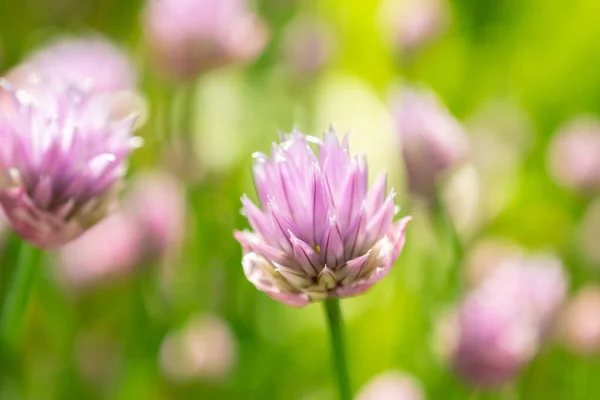 Curych Švýcarsko Května 2023 Allium Schoenoprasum Nebo Pažitka Botanické Zahradě — Stock fotografie