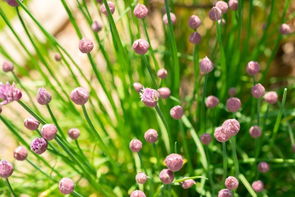 Curych Švýcarsko Května 2023 Allium Schoenoprasum Nebo Pažitka Botanické Zahradě — Stock fotografie
