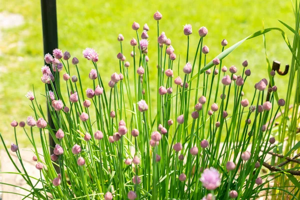 Zurigo Svizzera Maggio 2023 Allium Schoenoprasum Erba Cipollina Nell Orto — Foto Stock