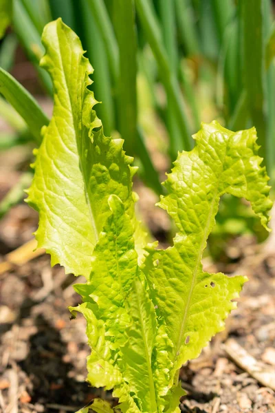 Zurich, Switzerland, May 22, 2023 Lactuca Sativa or Lettuce at the botanical garden