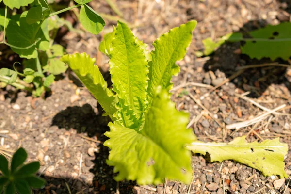 Zurich Switzerland May 2023 Lactuca Sativa Lettuce Botanical Garden — Stock Photo, Image