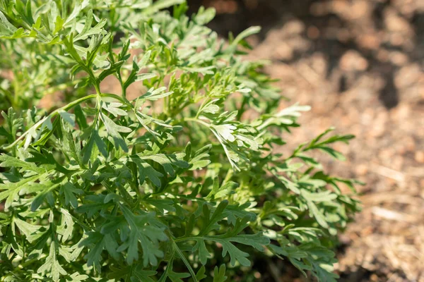 Zürih Sviçre Mayıs 2023 Botanik Bahçesindeki Artemisia Absinthium — Stok fotoğraf