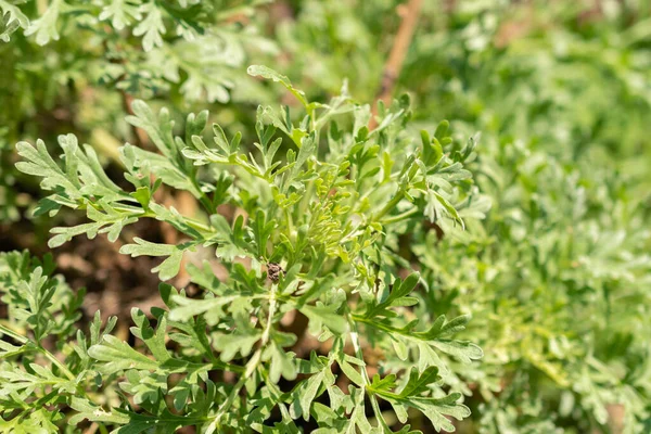 Zürich Schweiz Maj 2023 Gräsörtsväxt Eller Artemisia Absinthium Vid Botaniska — Stockfoto