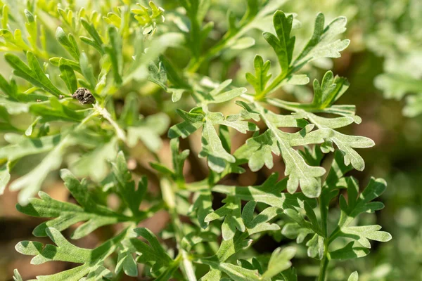 Zürih Sviçre Mayıs 2023 Botanik Bahçesindeki Artemisia Absinthium — Stok fotoğraf