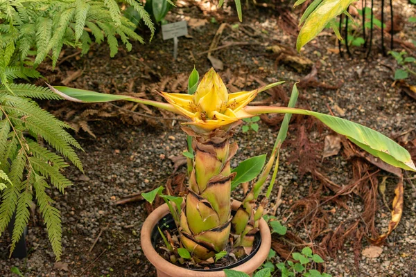 Zurich Switzerland May 2023 Chinese Dwarf Banana Ensete Lasiocarpum Botanical — Stock Photo, Image