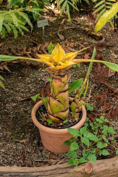 Zurich Switzerland May 2023 Chinese Dwarf Banana Ensete Lasiocarpum Botanical — Stock Photo, Image