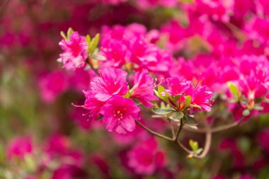 Zürih, İsviçre, 9 Mayıs 2023 Güzel pembe bitkiler halk bahçesinde yetişiyor.