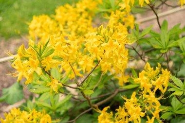 Zürih, İsviçre, 9 Mayıs 2023 Halk bahçesinde güzel sarı bitkiler yetişiyor