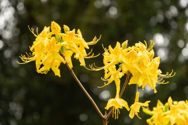 Zürih, İsviçre, 9 Mayıs 2023 Halk bahçesinde güzel sarı bitkiler yetişiyor