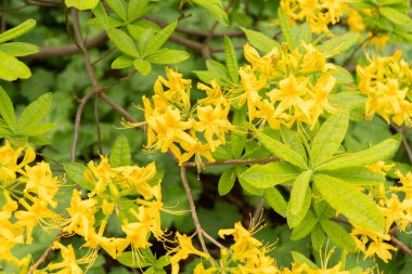 Zürih, İsviçre, 9 Mayıs 2023 Halk bahçesinde güzel sarı bitkiler yetişiyor