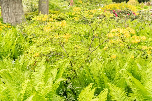 stock image Zurich, Switzerland, May 9, 2023 Fresh growing fern leafs in a public park