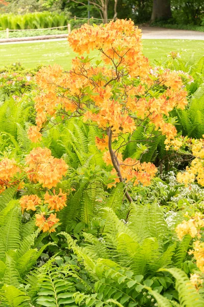 瑞士苏黎世 2023年5月9日可爱的橙色植物正在一个公共花园生长 — 图库照片