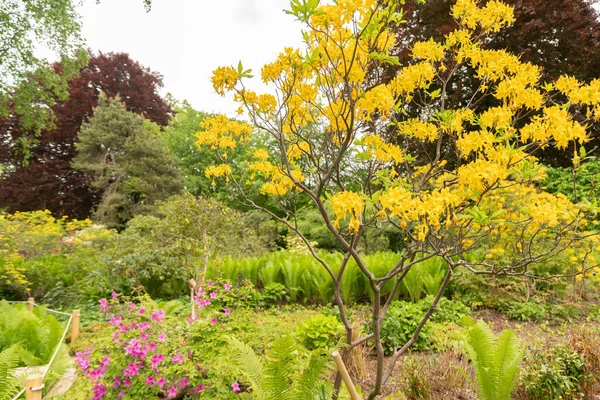 Zurich Switzerland May 2023 Lovely Yellow Plants Growing Public Garden — Stock Photo, Image