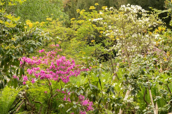 スイスのチューリッヒ2023年5月9日公共の庭で素敵な混合植物が栽培されています — ストック写真
