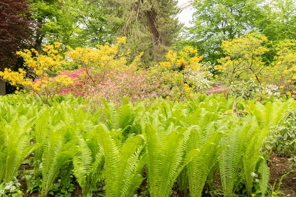 Zurich Switzerland May 2023 Lovely Mixed Plants Growing Public Garden — Stock Photo, Image