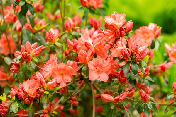 stock image Zurich, Switzerland, May 9, 2023 Lovely red plants are growing in a public garden