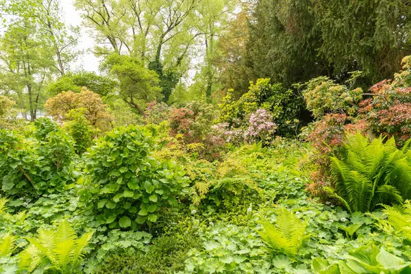 Zurique Suíça Maio 2023 Adoráveis Plantas Mistas Estão Crescendo Jardim — Fotografia de Stock