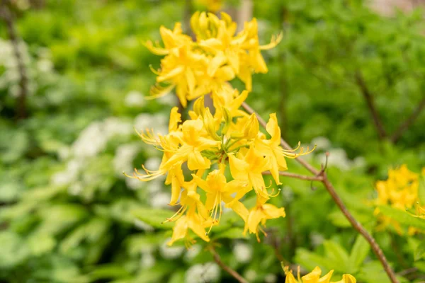 Zurych Szwajcaria Maja 2023 Piękne Żółte Rośliny Rosną Ogrodzie Publicznym — Zdjęcie stockowe