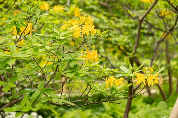 Zürich Schweiz Mai 2023 Schöne Gelbe Pflanzen Wachsen Einem Öffentlichen — Stockfoto