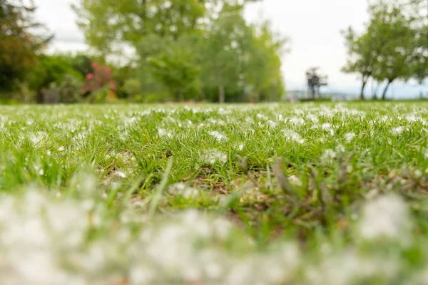 Zurych Szwajcaria Maja 2023 Biały Pyłek Jest Przenoszony Przez Wiatr — Zdjęcie stockowe