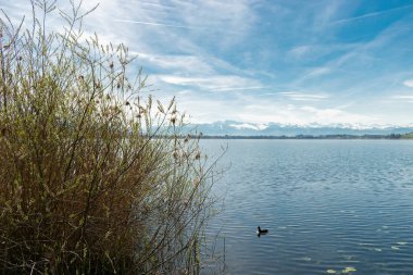 Pfaeffikon, Canton Zürih, İsviçre, 10 Nisan 2023 Pfaeffikersee gölünün karşısındaki büyüleyici kar manzaralı güneşli bir günde arka planda kalan büyüleyici Alpler
