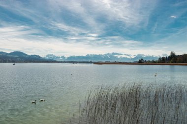 Pfaeffikon, Canton Zürih, İsviçre, 10 Nisan 2023 Pfaeffikersee gölünün karşısındaki büyüleyici kar manzaralı güneşli bir günde arka planda kalan büyüleyici Alpler