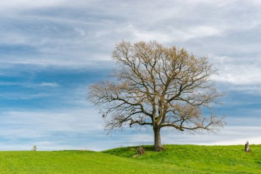Pfaeffikon, Canton Zürih, İsviçre, 10 Nisan 2023 Majestic büyük ağaç güneşli bir bahar gününde küçük yeşil bir tepenin tepesinde tek başına duruyor.